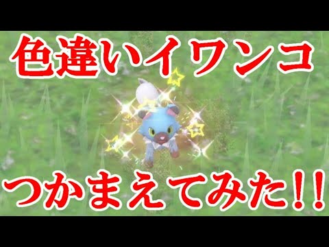 【ポケモンSV】色違いイワンコつかまえてみた！！