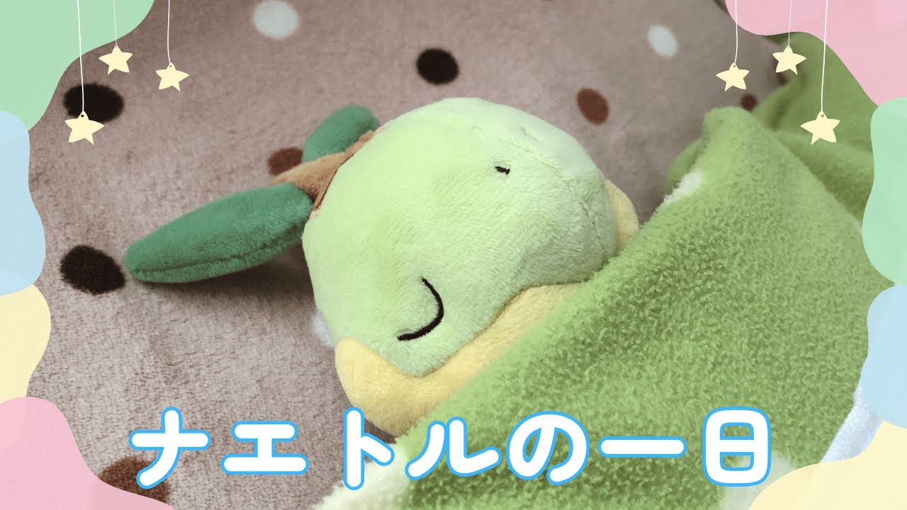 ナエトルの一日に密着してみた！【ぬいぐるみ】