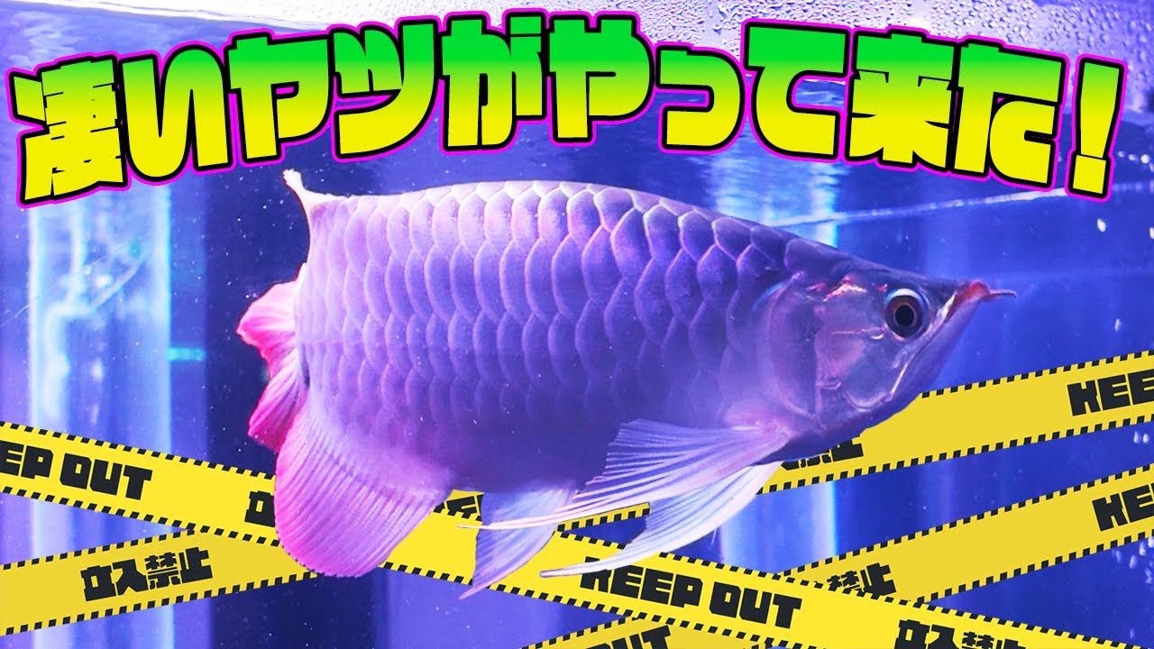 【ショップ訪問】まさかの新タイプのSUMO？アロワナ🐟ラフレシア最新入荷個体が凄すぎた！！