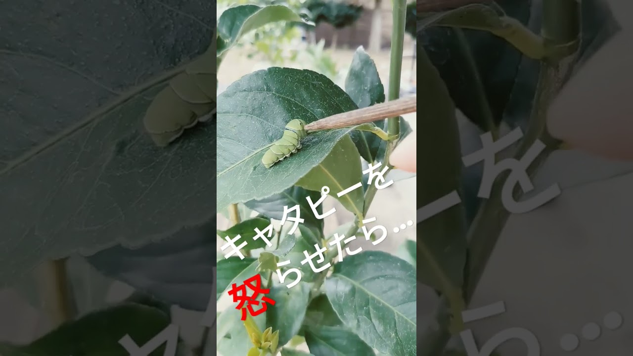 キャタピー怒ったら…アレだしてきた！