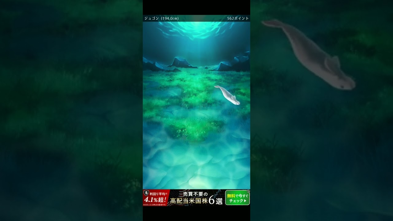 ジュゴン95日目