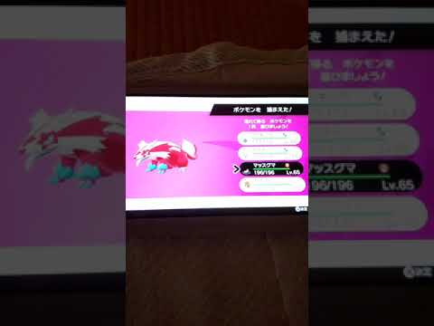 [直撮り]マッスグマの色が出たと思ったら……