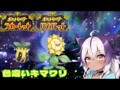 【ポケモンSV】色違いヒマナッツ → キマワリ【ポケットモンスタースカーレットバイオレット】