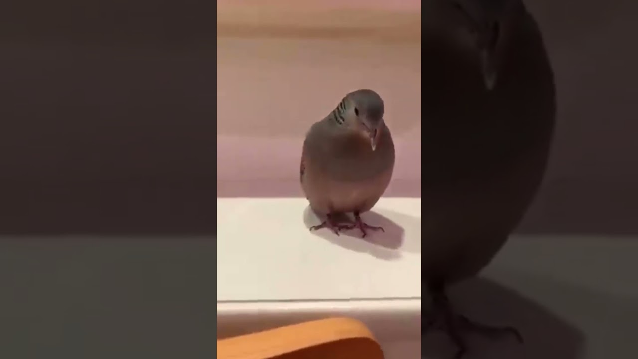 田舎でよく聴く鳥の鳴き声