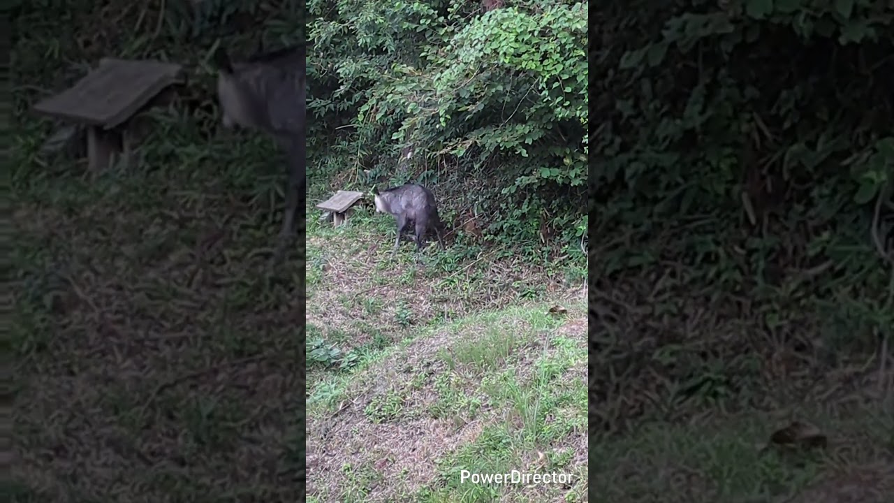 かもしか？なんだろね