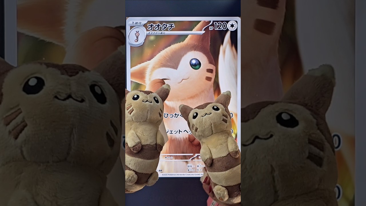#pokemontcg #furret #オオタチ #pokemonplush #pokemoncommunity #ポケモンぬいぐるみ #ポケモンfit #fyp #foryou #fy