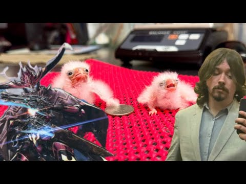 DUEL MASTERS PLAYS UNTIL I LOSE 1