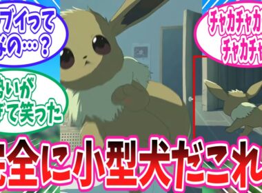 あまりにも小型犬すぎるイーブイのポケ起きに対するトレーナー達の反応集【ポケモン反応集】