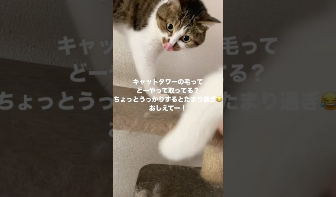 多頭飼いあるある毛問題【保護猫4兄＋3】 #多頭飼い #ねこ #猫 #cat