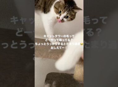 多頭飼いあるある毛問題【保護猫4兄＋3】 #多頭飼い #ねこ #猫 #cat
