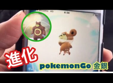 ポケモンGO金銀ヒメグマをリングマに進化するシーンだよー