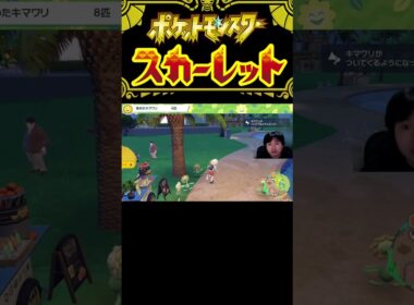 ポケットモンスター スカーレット#74 キマワリを探せ3　#shorts  #ポケモンsv
