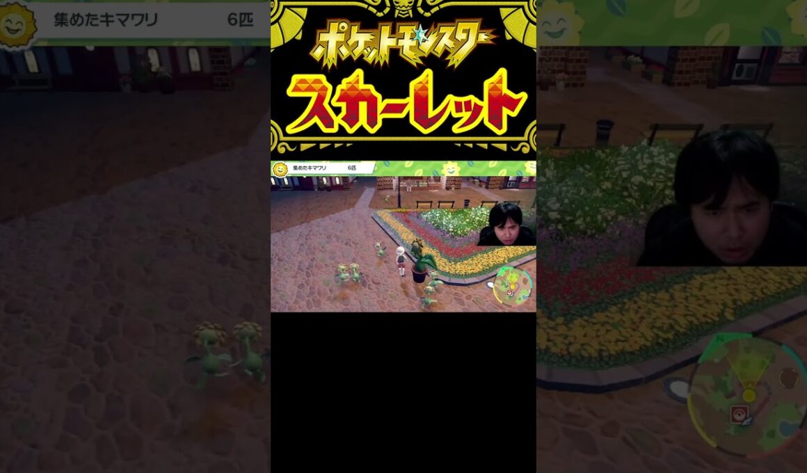 ポケットモンスター スカーレット#73 キマワリを探せ2　#shorts  #ポケモンsv