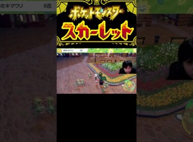 ポケットモンスター スカーレット#73 キマワリを探せ2　#shorts  #ポケモンsv