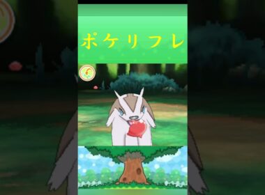 ポケモン マッスグマ ポケリフレ ポケパルレ #ポケモン #Pokemon  #3DS #ポケモン技 #ポケモンsv #ポケモン #ふれあい #キャンプ #カレー #サンドイッチ #ピクニック