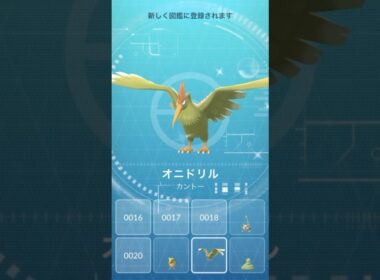 【 ポケモンgo 】 色違い オニスズメ → オニドリル ！愛鳥週間！【 うさぴよの巣 】#pokemongo #愛鳥週間