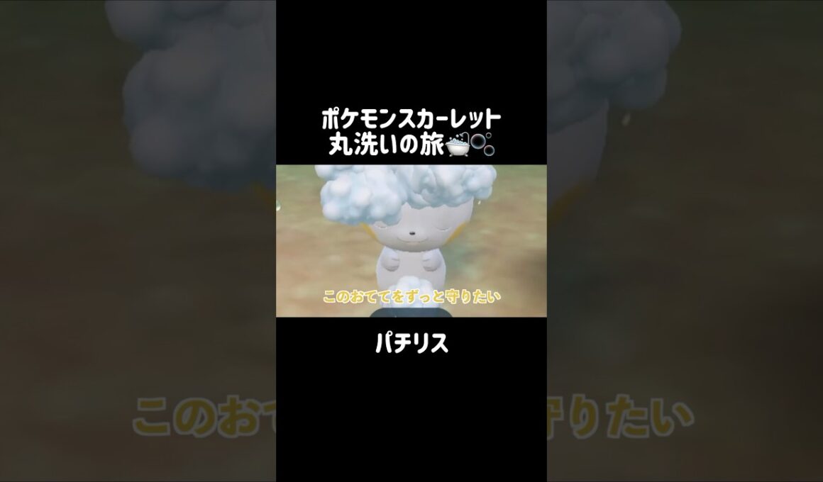 しっぽが大きくて可愛いパチリスを洗うと...？⚡️🐿 #パチリス #pachirisu   #ポケモンsv #ポケモンスカーレット #ポケモン #pokemon #shorts