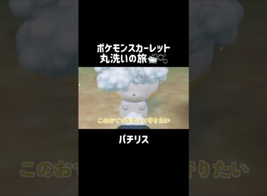 しっぽが大きくて可愛いパチリスを洗うと...？⚡️🐿 #パチリス #pachirisu   #ポケモンsv #ポケモンスカーレット #ポケモン #pokemon #shorts