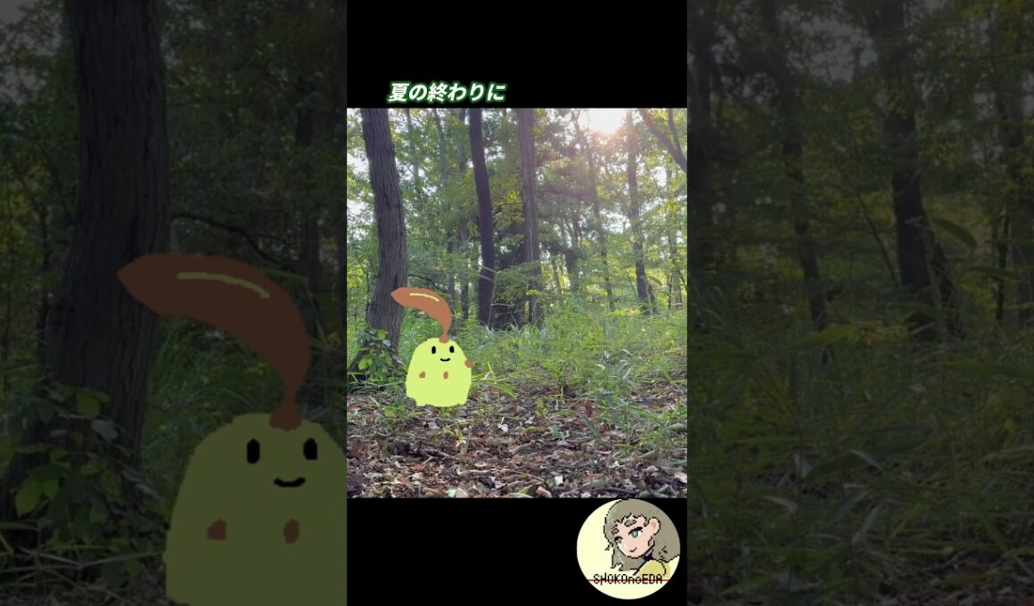 夏の終わりに【チコリータ】 #shorts