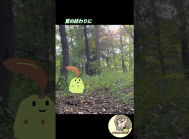 夏の終わりに【チコリータ】 #shorts