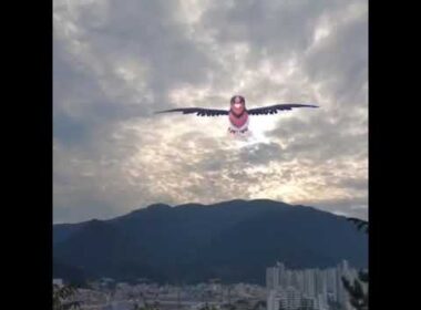 스왈로 ( Swellow ) オオスバメ (大王燕)