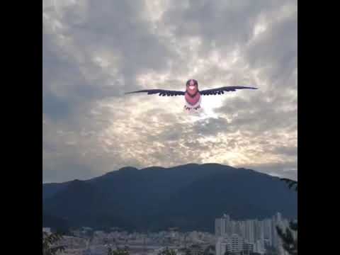 스왈로 ( Swellow ) オオスバメ (大王燕)