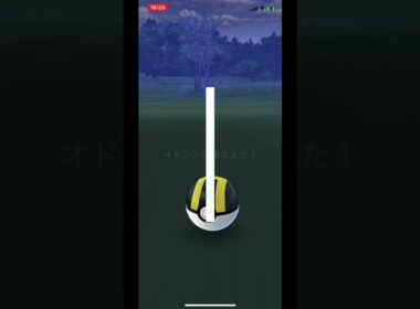 【やっと初色違いベルオドシシ】#shorts ＃Shorts #shiny #pokemongo #オドシシ　#色違い　#色違いベルオドシシ　#ポケモンgo#初色違い　#色違いオドシシ