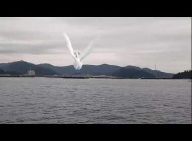 스완나 ( Swanna ) スワンナ ( 舞天鵝 )  (16:9)