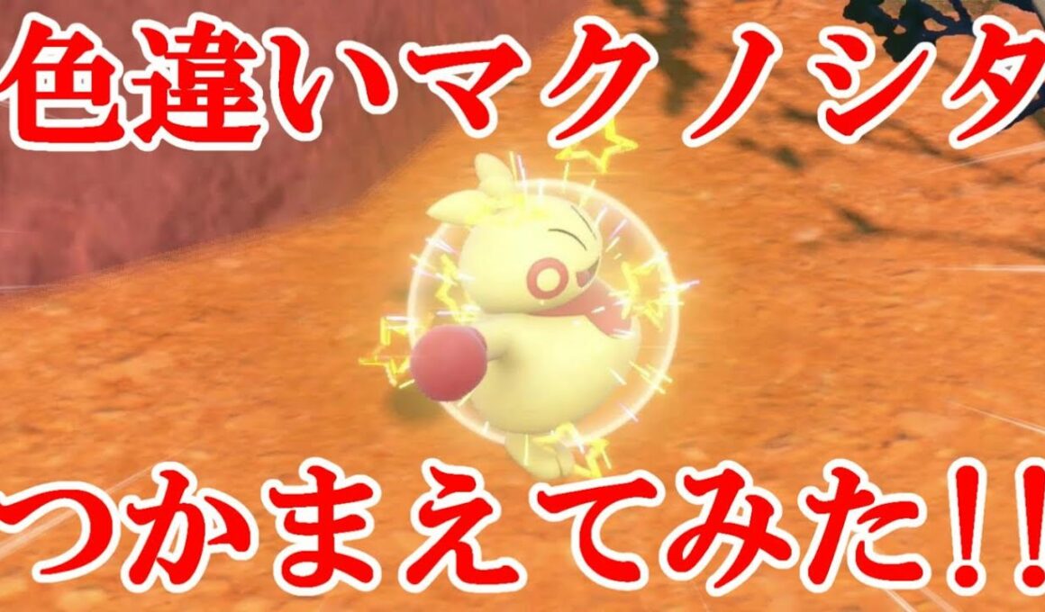 【ポケモンSV】色違いマクノシタつかまえてみた！！