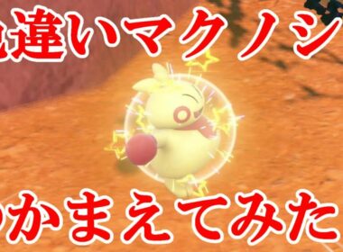 【ポケモンSV】色違いマクノシタつかまえてみた！！