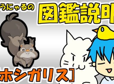 【図鑑説明】ホシガリス編