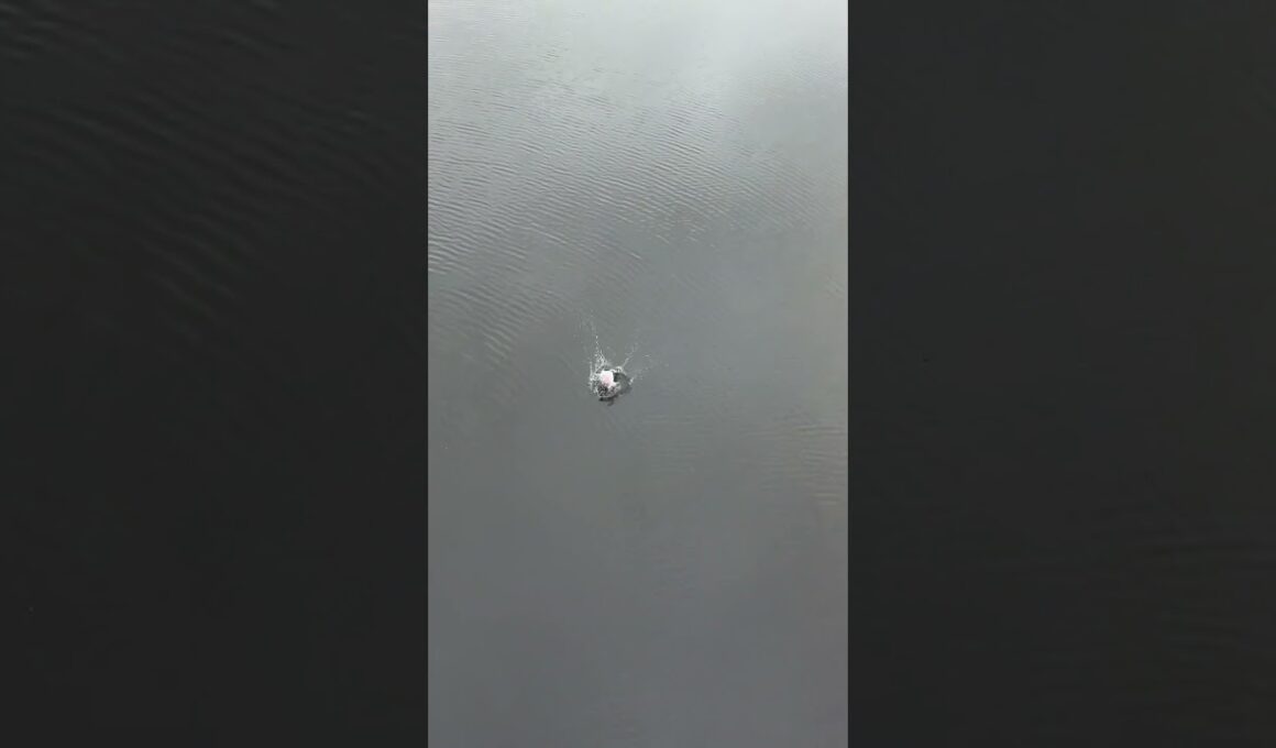 川にポイ捨てしてみた（1） #炎上 #迷惑行為 #ポイ捨て