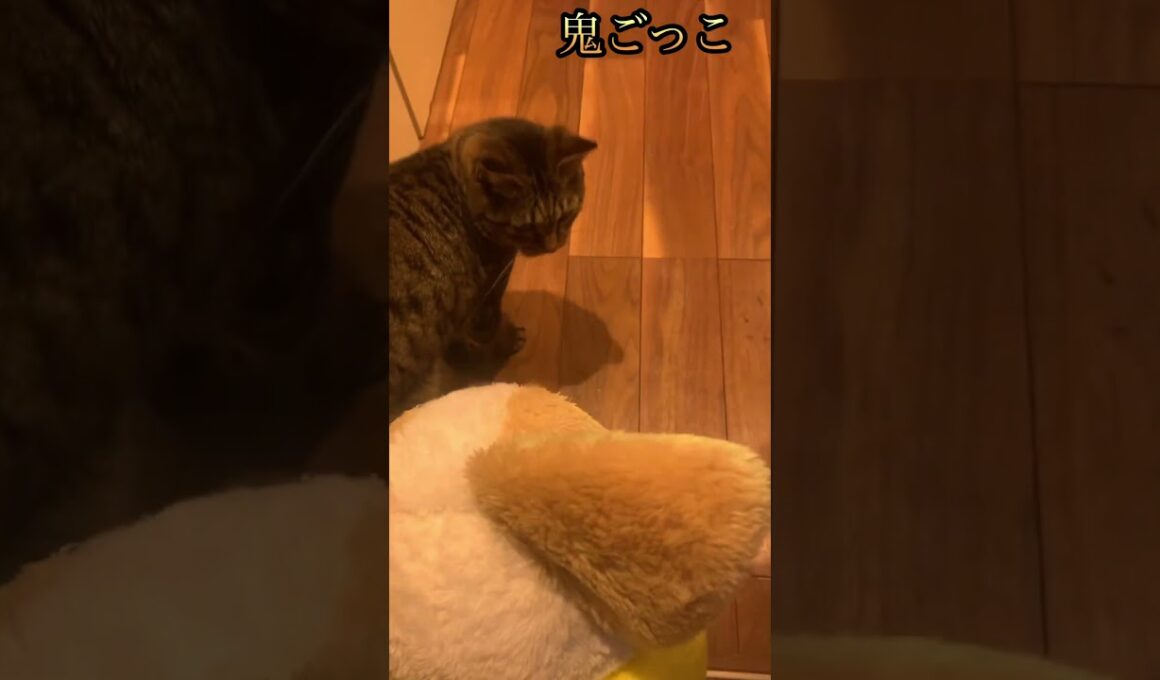 猫と仲良くなりたいワンパチ