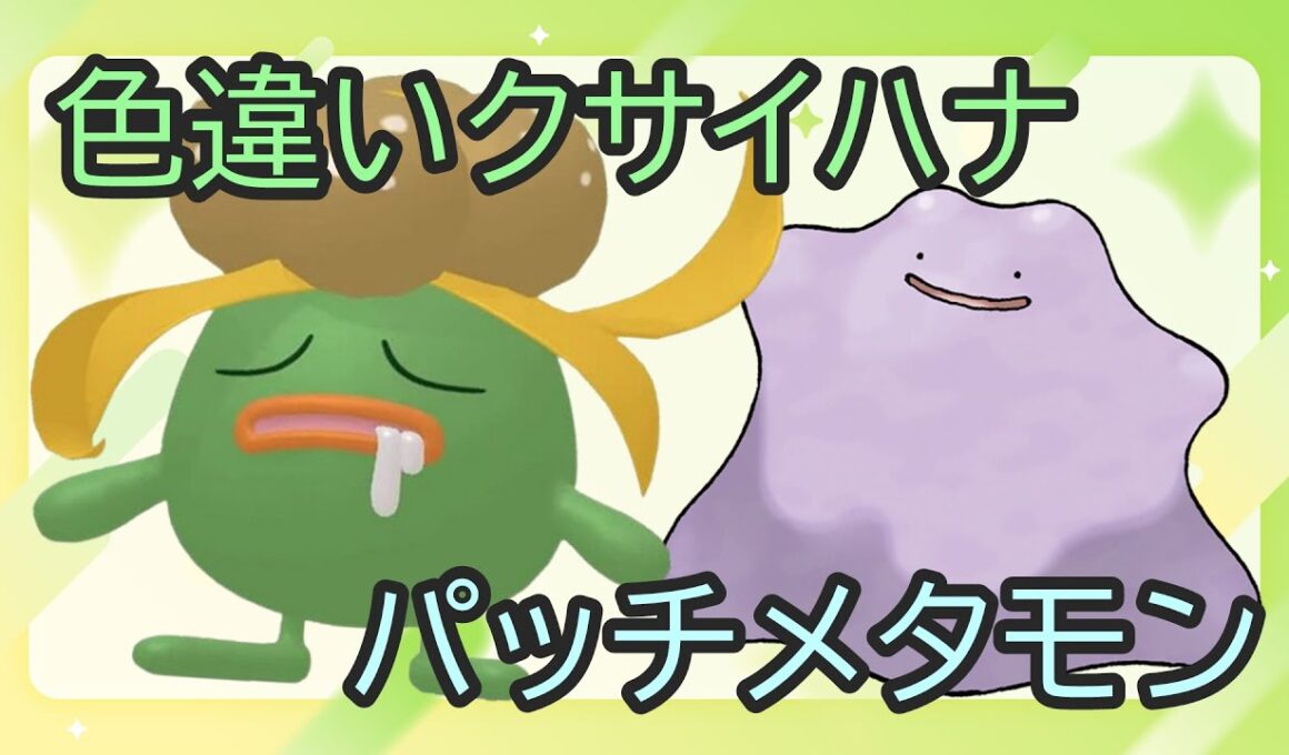 🔴【ポケモンSV】色違いクサイハナ＆とくせいパッチメタモンレイド ＋ 視聴者同士の交流所（攻略情報・レイド募集・ポケモン交換・ポケモン対戦・攻略情報など）2025年9月10日 朝～