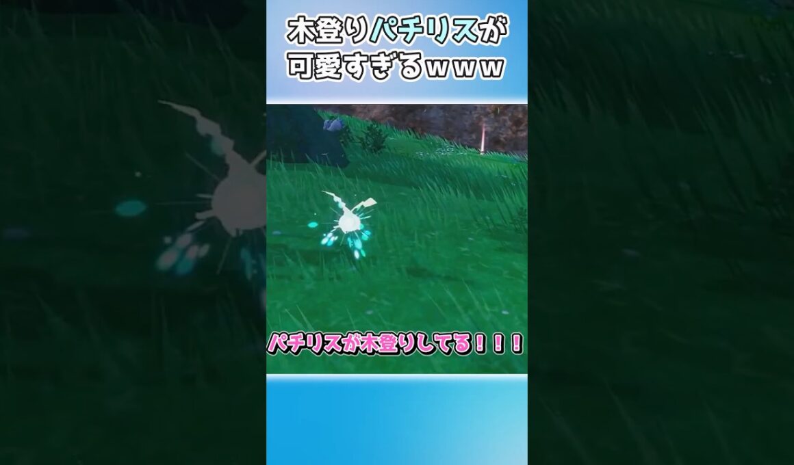 【ポケモンSV】木登りしてるパチリスに遭遇！！！