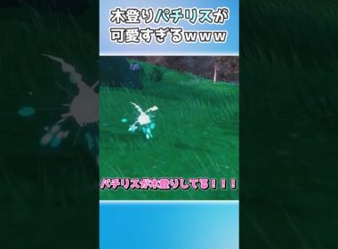 【ポケモンSV】木登りしてるパチリスに遭遇！！！