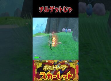 チルット育てようかなー　#ポケモン #ポケモンsv #ポケットモンスター #ゲーム実況 #shorts