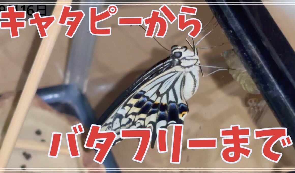 【アゲハ蝶の幼虫】リアルバイバイバタフリー【幼虫から成虫まで飼育】