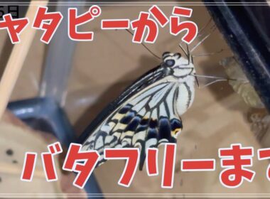 【アゲハ蝶の幼虫】リアルバイバイバタフリー【幼虫から成虫まで飼育】