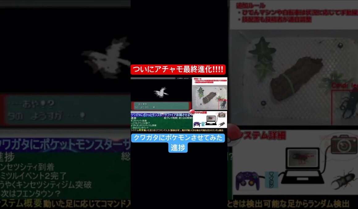 [進捗]ようやくアチャモ最終進化！[クワガタでポケモンクリア][ポケットモンスターサファイア