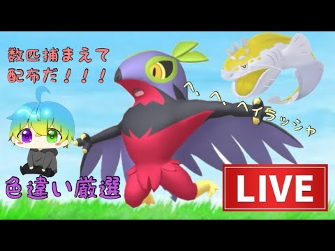 ルチャとヘイ！！　色違い厳選！　【ポケモンsv】　#ポケモン #short #shorts