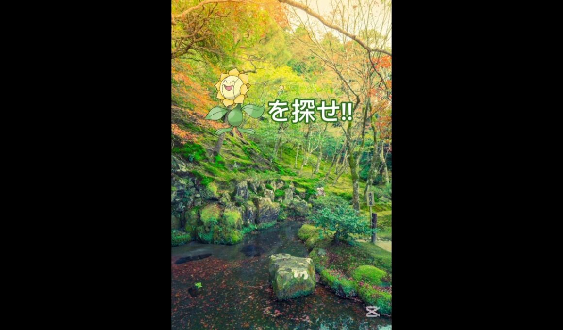 キマワリを探せ!!上級🔥💪#ポケモン #shorts #ポケモンクイズ