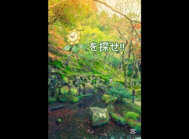 キマワリを探せ!!上級🔥💪#ポケモン #shorts #ポケモンクイズ