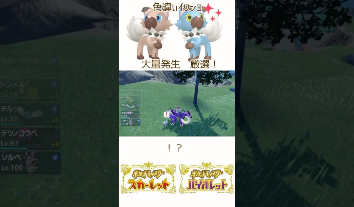 色違いイワンコ出現🐶大量発生 #ポケモンsv #色違いポケモン #イワンコ #pokemon #Rockruff #shinypokemon
