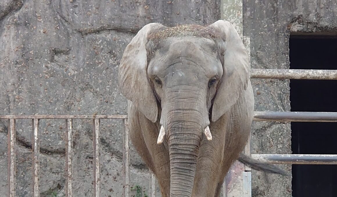 ポケモンsv交換会＆バトル会＆ブルレク＆ダイアド会54