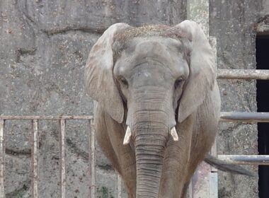 ポケモンsv交換会＆バトル会＆ブルレク＆ダイアド会54