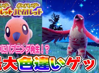 【ポケモンSV】鳥ポケ大量発生イベントでヤヤコマ最大色違いを狙ってみた！