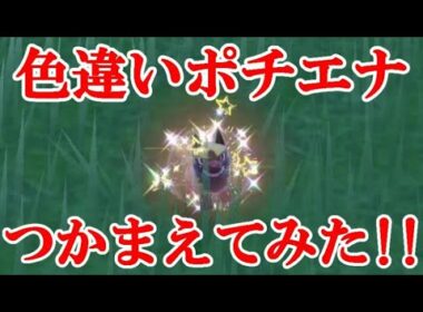【ポケモンSV】色違いポチエナつかまえてみた！！
