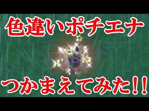 【ポケモンSV】色違いポチエナつかまえてみた！！