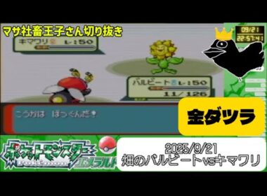 【マサダツラ】畑のバルビートvsキマワリ【20250921】